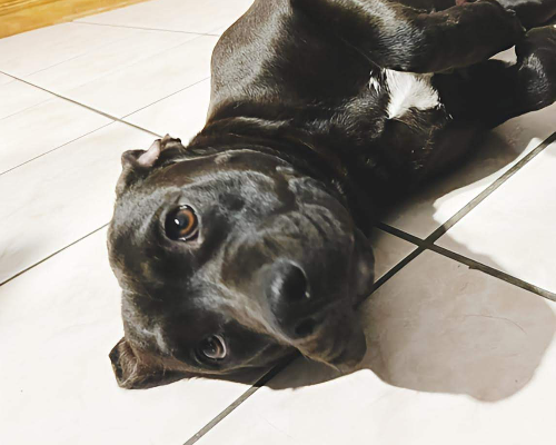 Adotta un cane, taglia media, femmina, Frosinone