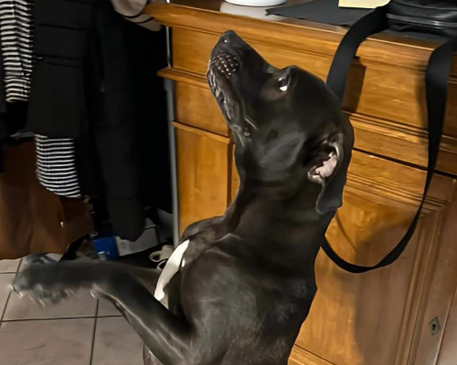 Vuoi adottare un cane a Frosinone?