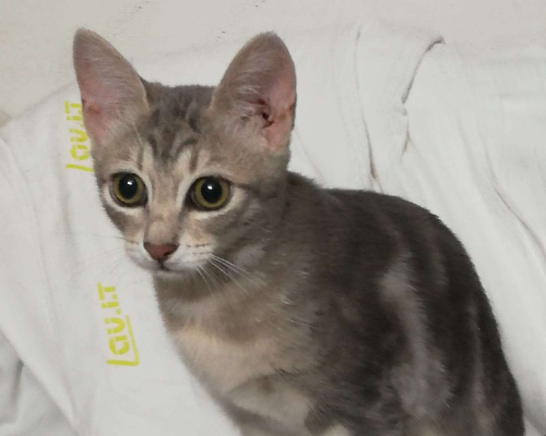 Adotta un gatto, femmina, 2 anni  e 11 mesi , Brindisi