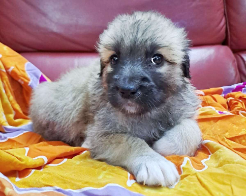 Adozione cane, femmina, meticcio, 2 anni e 5 mesi, taglia grande, Crotone