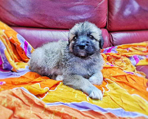 Adotta un cane, femmina, 2 anni e 5 mesi, Crotone