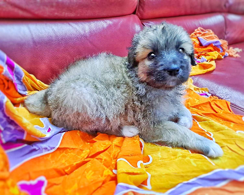 Adotta un cane, taglia grande, femmina, Crotone