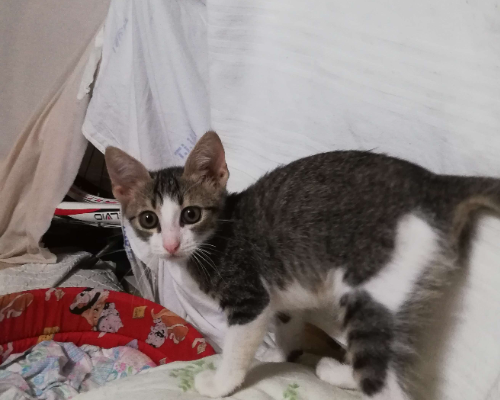 Adotta un gatto, taglia non valida, maschio, Brindisi