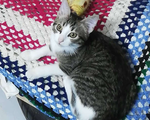 Adotta un gatto, maschio, 2 anni  e 9 mesi , Brindisi