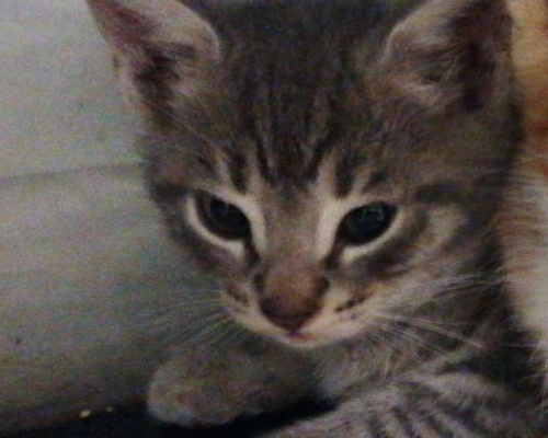 Adotta il gatto Budino  a Roma