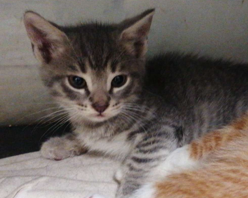 Vuoi adottare un gatto a Roma?