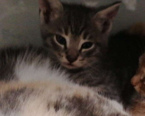 Adozione gatto, maschio, meticcio, 2 anni e 5 mesi, taglia non valida, Roma