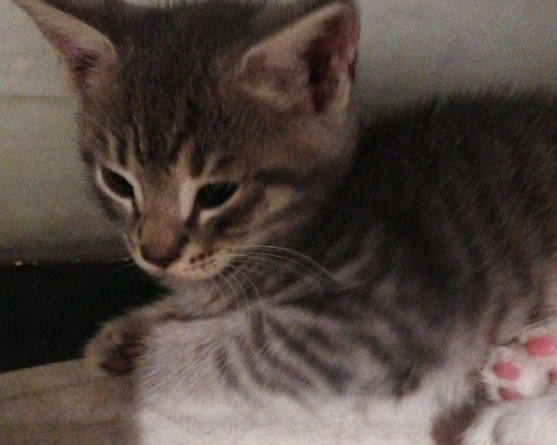 Adotta un gatto, maschio, 2 anni e 5 mesi, Roma