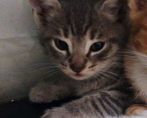 Adotta un gatto, taglia non valida, maschio, Roma