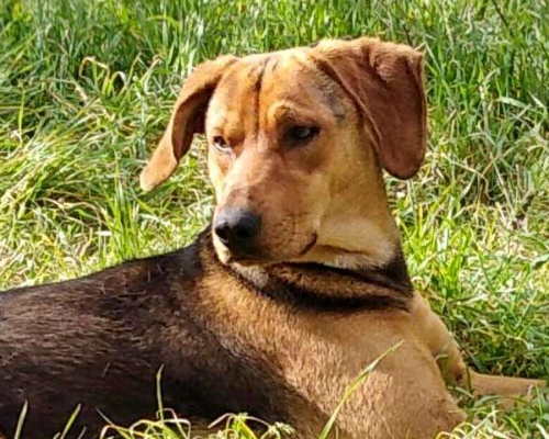 Vuoi adottare un cane a Campobasso?