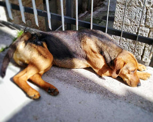 Adotta un cane, maschio, 3 anni e 5 mesi, Campobasso
