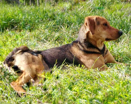 Adotta un cane, taglia media, maschio, Campobasso