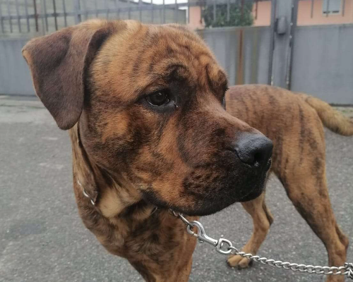 Adozione cane, maschio, Corso, 3 anni e 11 mesi, taglia grande, Milano