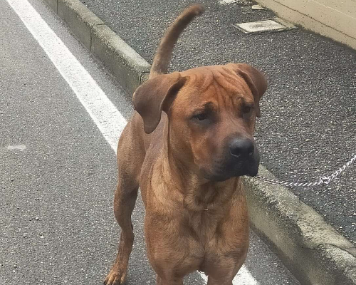 Adotta un cane, taglia grande, maschio, Milano