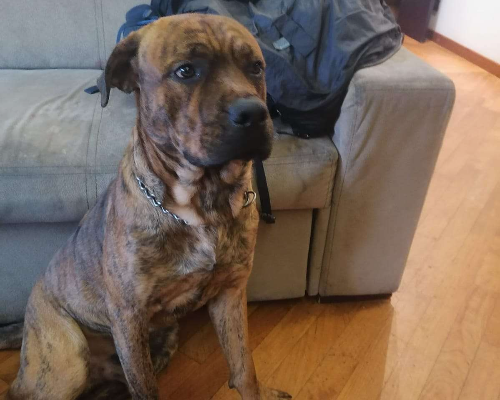 Adotta un cane, maschio, 3 anni e 11 mesi, Milano