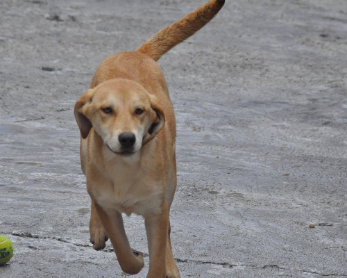 Adotta un cane, taglia media, femmina, Napoli