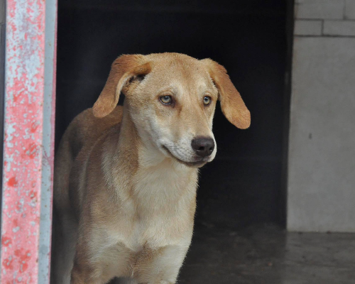 Foto dell'animale
