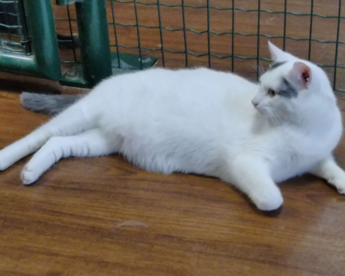 Adotta un gatto, maschio, 6 anni  e 3 mesi , Milano