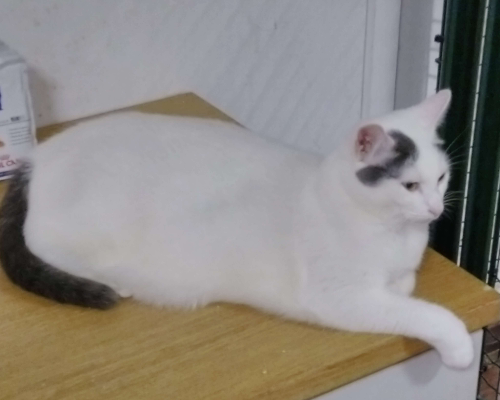 Vuoi adottare un gatto a Milano?