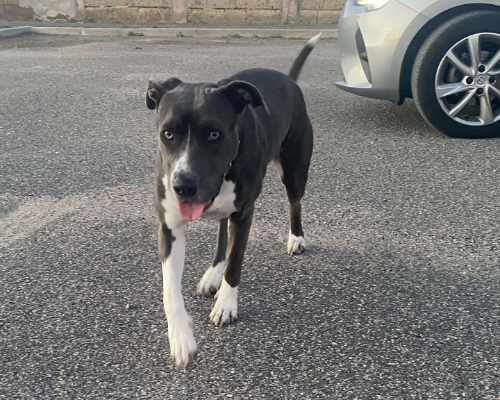 Adozione cane, femmina, American Staffordshire Terrier, 5 anni e 1 mese, taglia media, Napoli