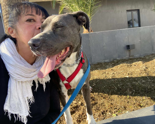 Adotta un cane, taglia media, femmina, Napoli