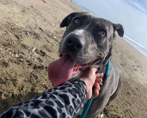 Adotta il cane FRIDA a Napoli