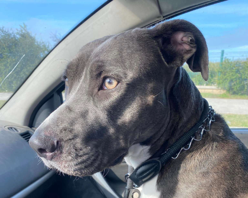 Adotta un cane, femmina, 5 anni e 1 mese, Napoli