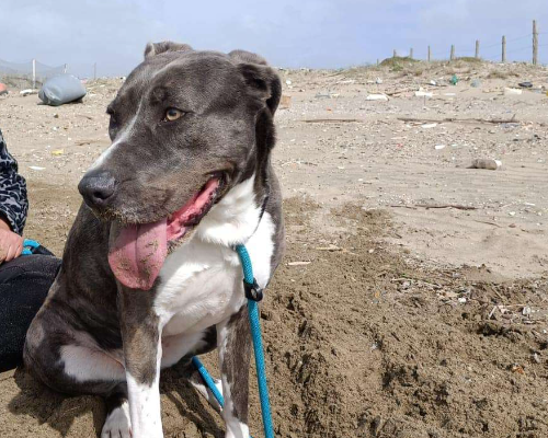 Vuoi adottare un cane a Napoli?