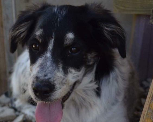 Foto 3 dell'animale
