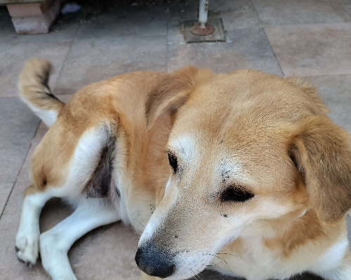 Adotta un cane, femmina, 3 anni  e 9 mesi , Macerata