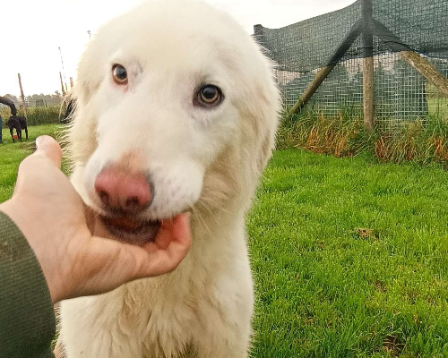 Adotta un cane, femmina, 4 anni  e 2 mesi , Latina