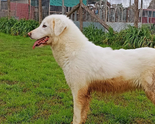 Adotta il cane Melanie a Latina