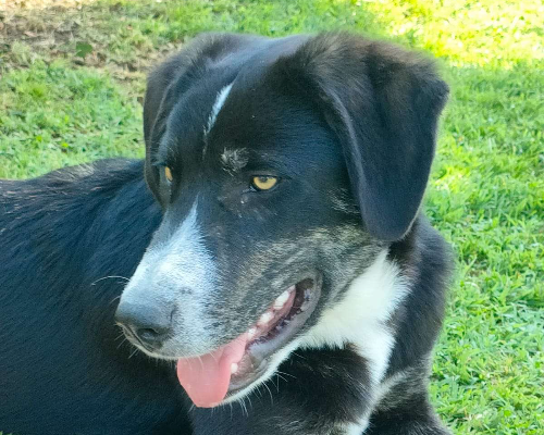 Vuoi adottare un cane a Parma?