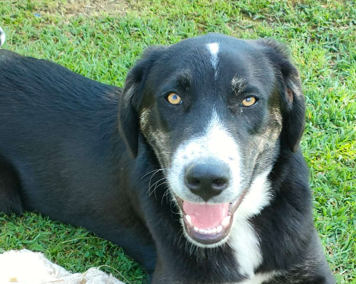 Adotta un cane, maschio, 2 anni e 10 mesi, Parma