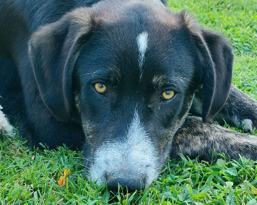 Adozione cane, maschio, meticcio, 2 anni e 10 mesi, taglia media, Parma
