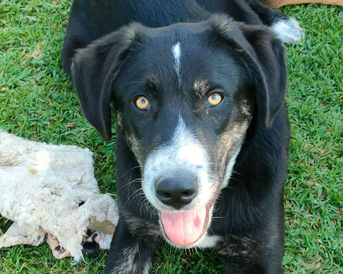 Adotta un cane, taglia media, maschio, Parma