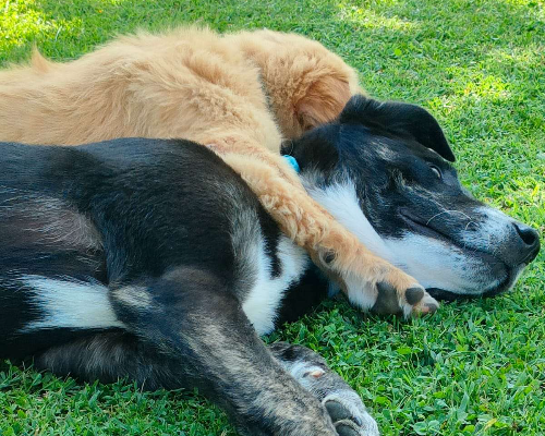 Adotta il cane MERLINO a Parma
