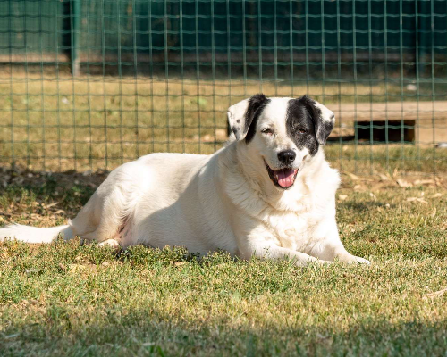 Adotta il cane Issa a Milano