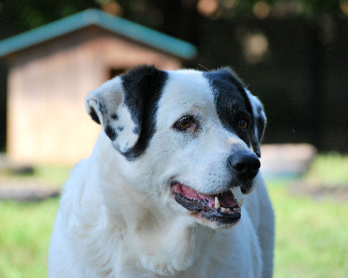 Adotta un cane, femmina, 12 anni , Milano