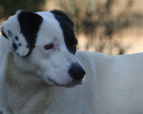 Vuoi adottare un cane a Milano?