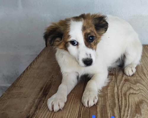 Adozione cane, maschio, meticcio, 2 anni  e 5 mesi , taglia media, Genova
