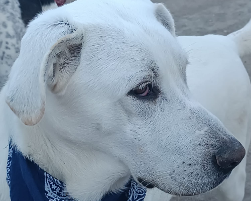 Vuoi adottare un cane a Palermo?