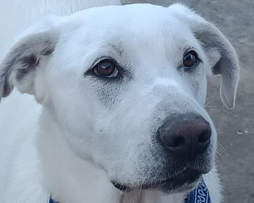 Adotta un cane, maschio, 3 anni , Palermo