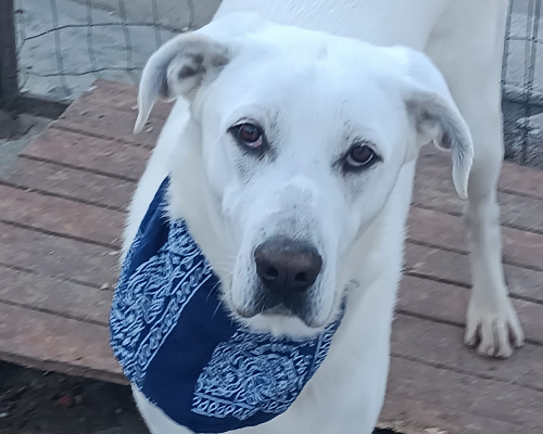 Adotta un cane, taglia media, maschio, Palermo