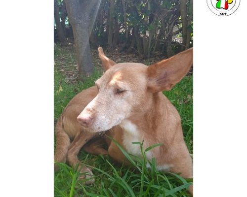 Adotta un cane, taglia media contenuta, femmina, Roma