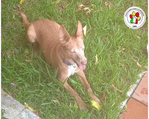 Vuoi adottare un cane a Roma?