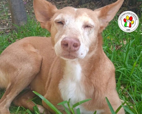 Adotta un cane, femmina, 10 anni e 8 mesi, Roma