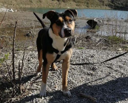 Foto 2 dell'animale