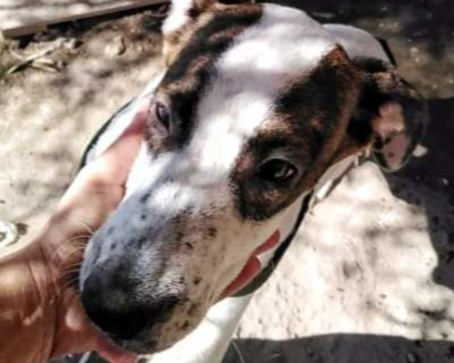 Adotta un cane, maschio, 3 anni , Catania