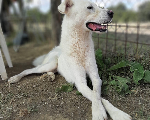 Adotta un cane, maschio, 6 anni  e 4 mesi , Roma